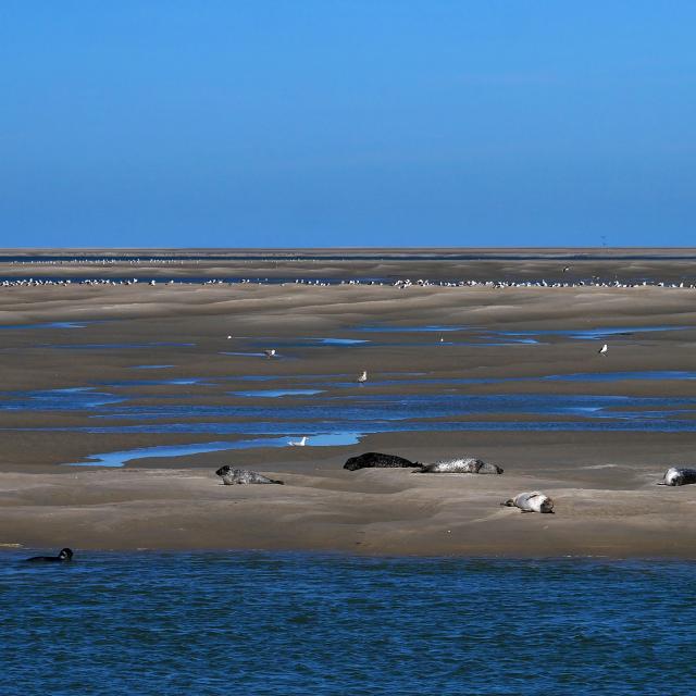 bay-of-somme-4508723-1920.jpg