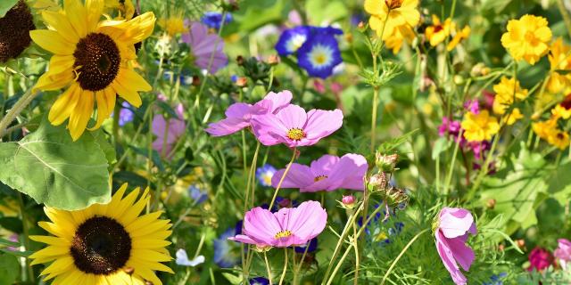 flower-meadow-3598555-1920.jpg