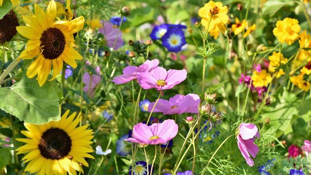 flower-meadow-3598555-1920.jpg