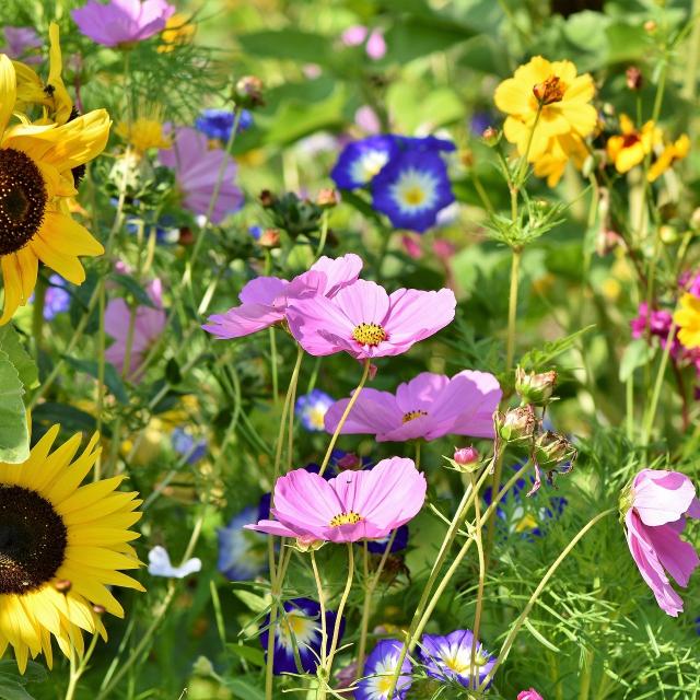 flower-meadow-3598555-1920.jpg