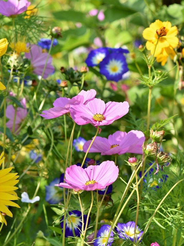 flower-meadow-3598555-1920.jpg