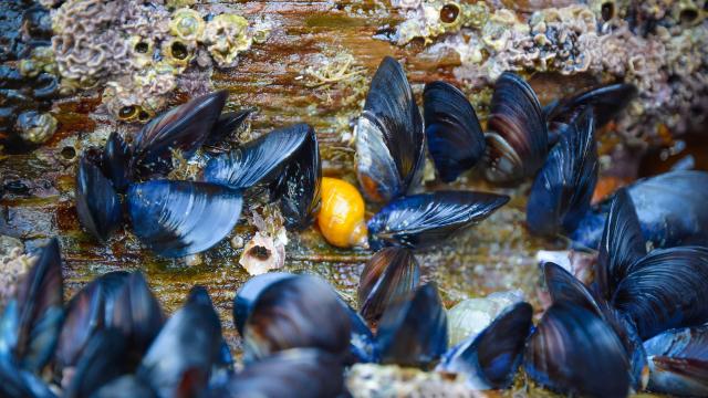 mussels-1827673-1920.jpg