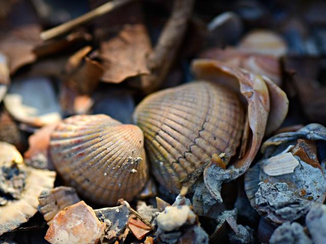 Littoral Coquillages 001