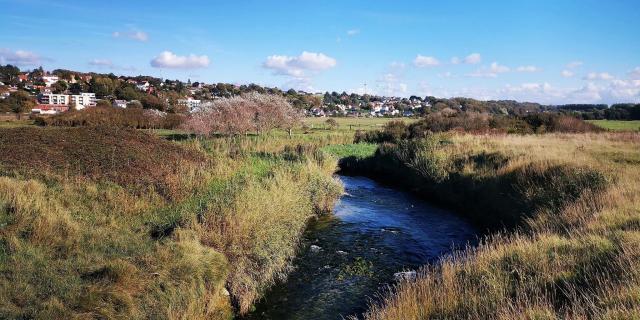 Criel-sur-Mer - Prés salés et zone humide