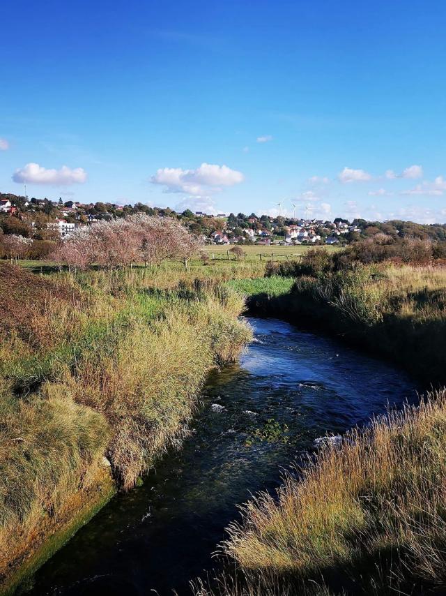 Criel-sur-Mer - Prés salés et zone humide