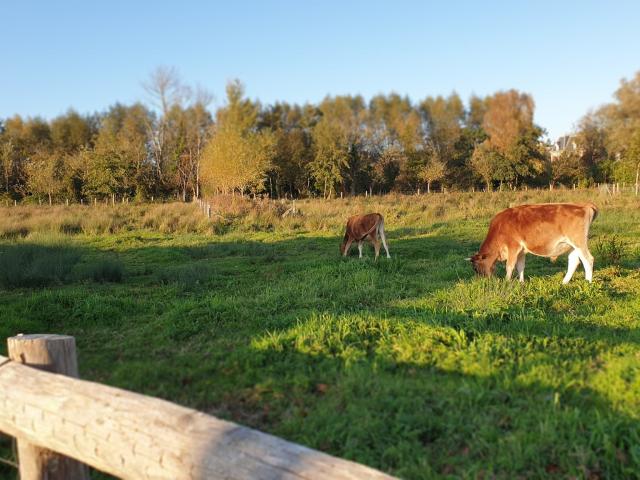 Criel-sur-Mer - Les vaches du Manoir