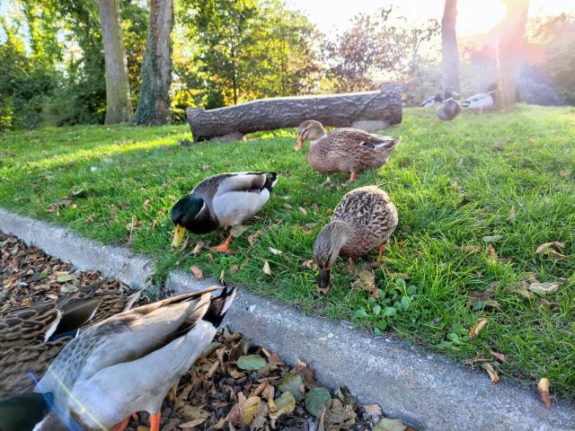 Criel-sur-Mer - Canards au Manoir de Briançon