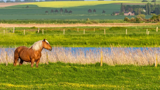 Hâble d'Ault, cheval demi-trait en pâture